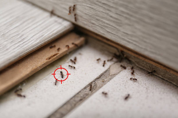 Best Termite Control Services  in Coal Run Village, KY