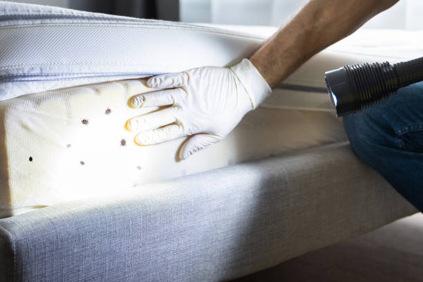 Best Cockroach Control Services  in Coal Run Village, KY
