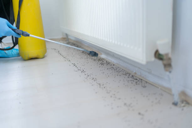 Best Pest Prevention Services  in Coal Run Village, KY