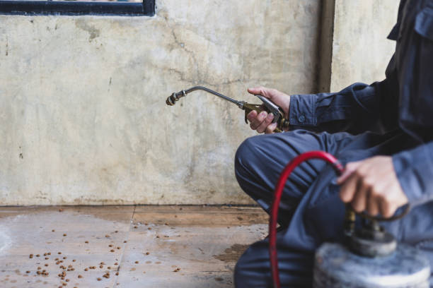Best Termite Control Services  in Coal Run Village, KY